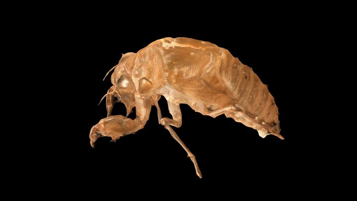 CC0 ヒメハルゼミ Hime-Haru Cicada, E. chibensis