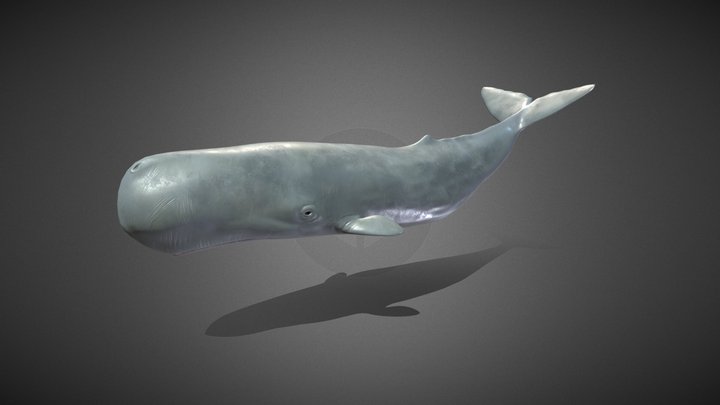 Sperm Whale 3D Model