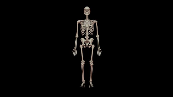 Skeletal System 3D Model
