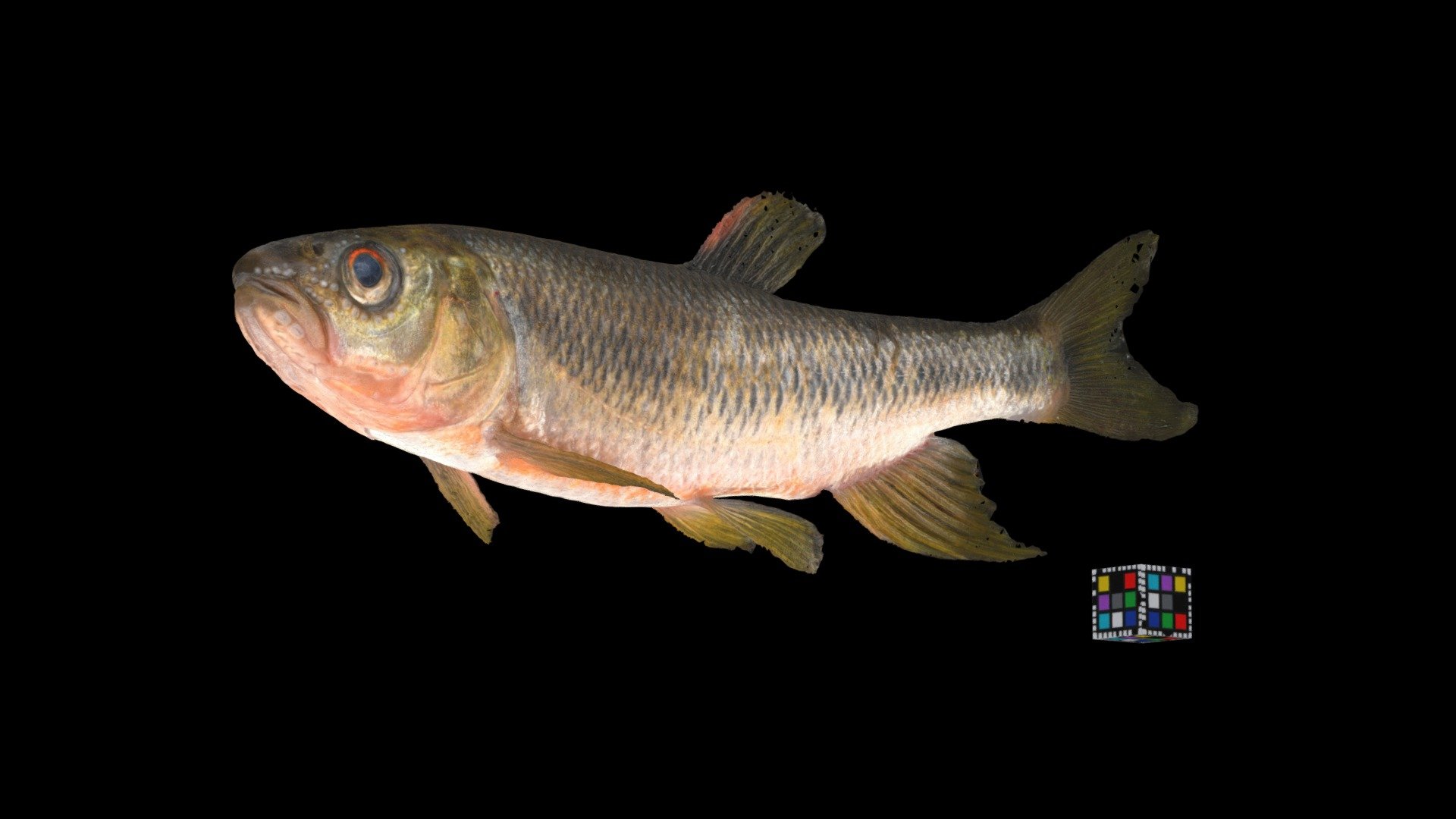 カワムツ River dark chub, Candidia temminckii