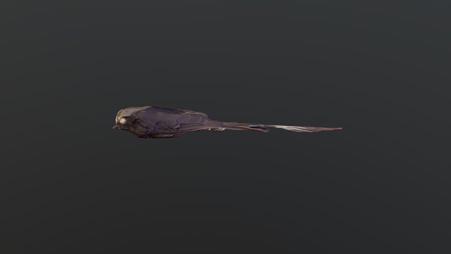 Long-tailed Tyrant - Colonia colonus