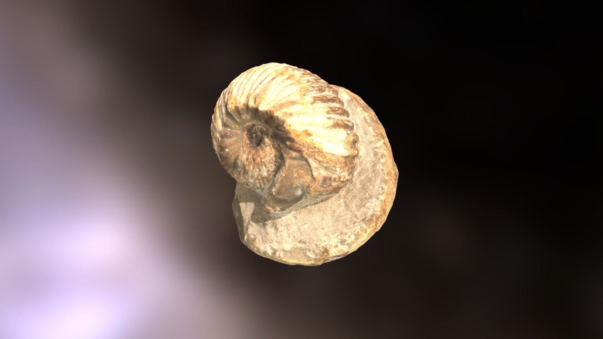 Emileya sp. — Sketchfab embed 3D viewer