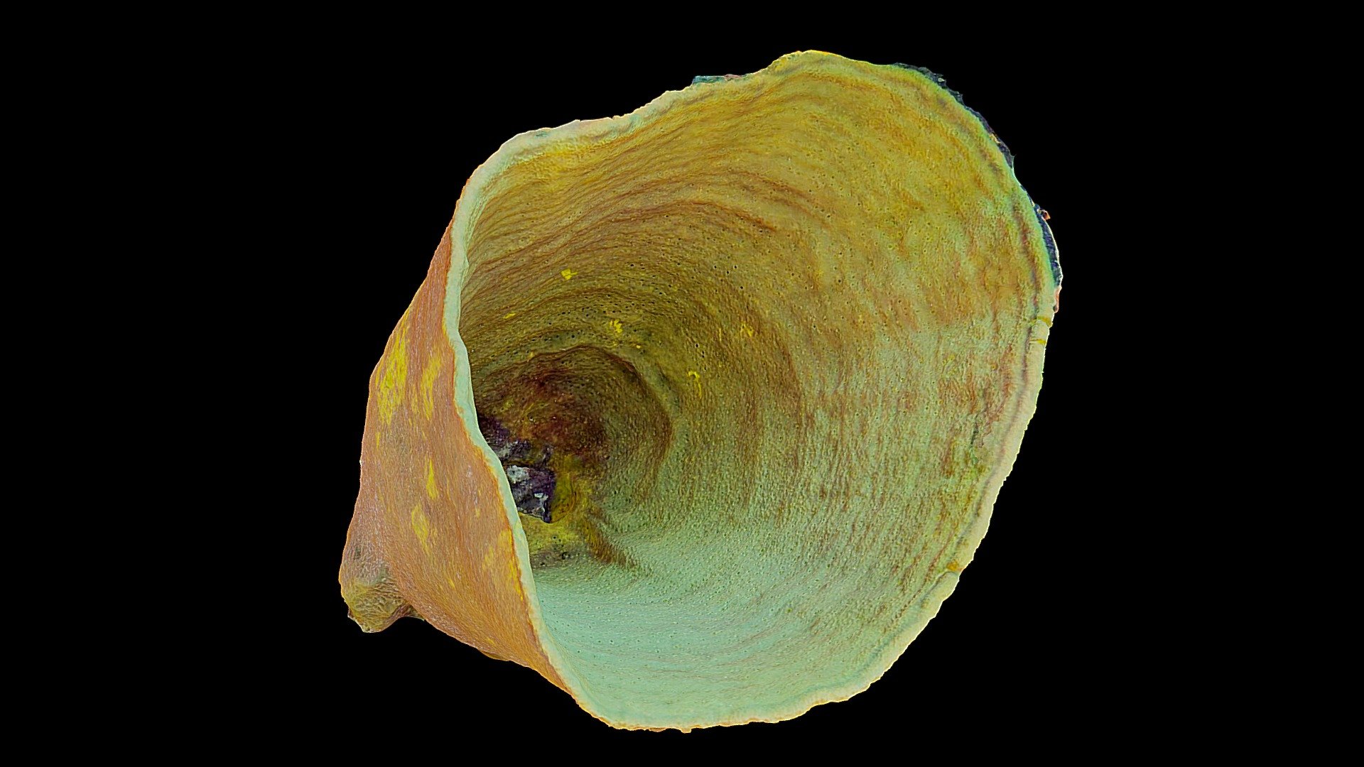 #26: Verongula gigantea