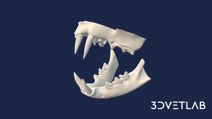 3d dog teeth