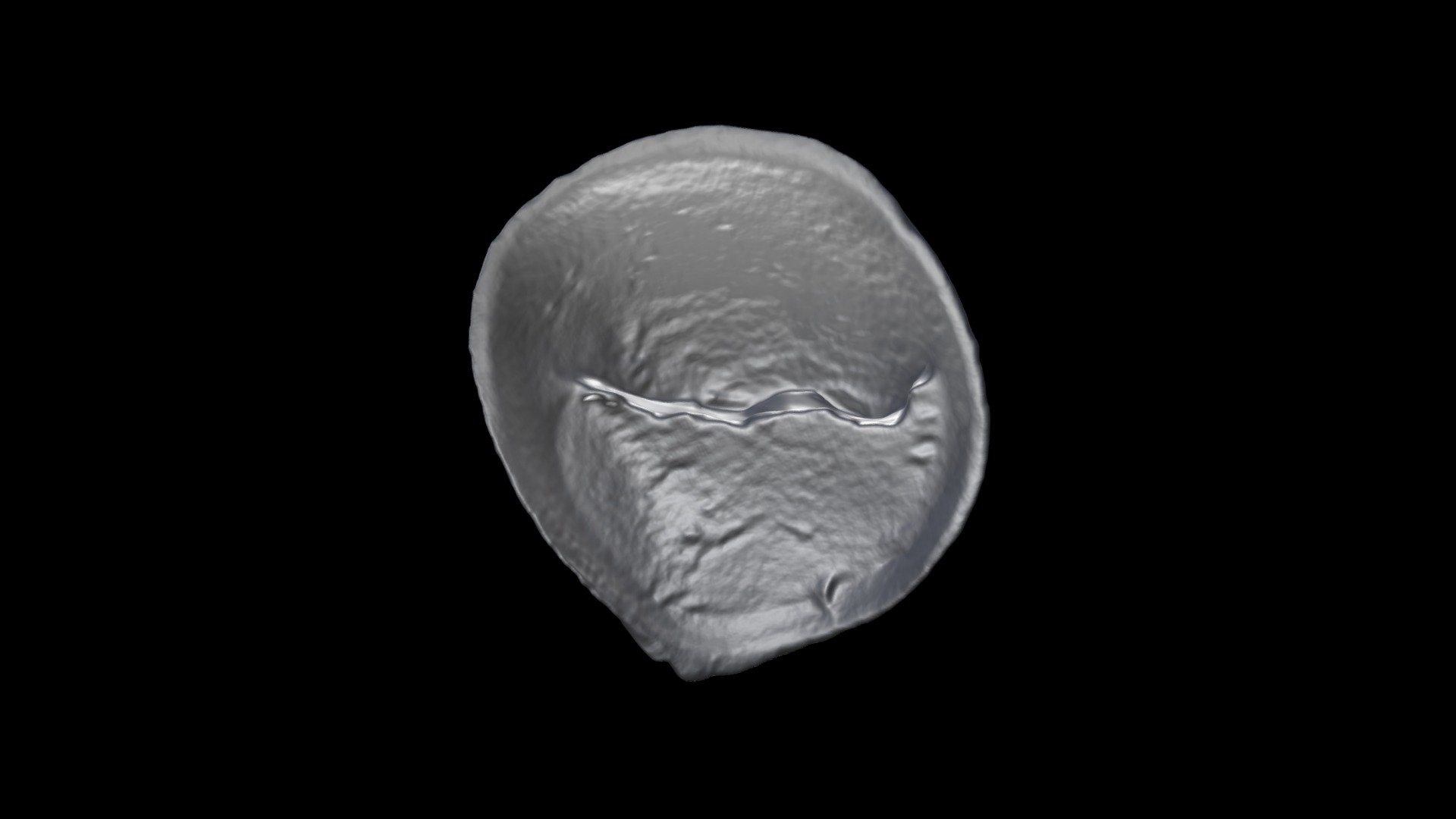 Crepidula fornicata