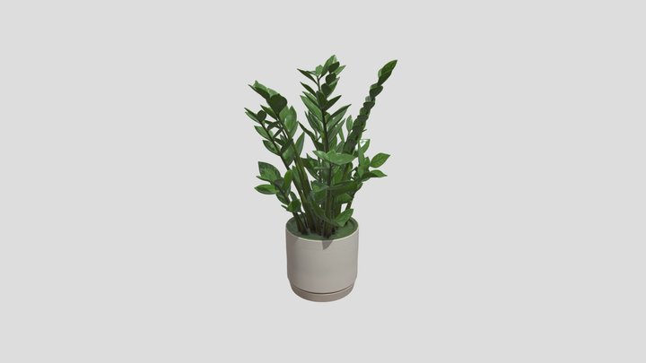 Potted Plant