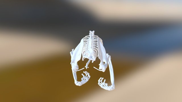 Feline Forelimb, And Spine 3D Model