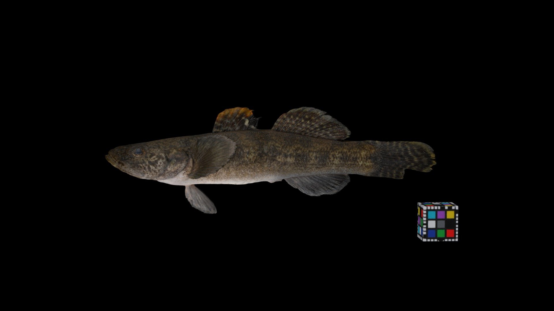 ウキゴリ Floating Goby, Gymnogobius urotaenia