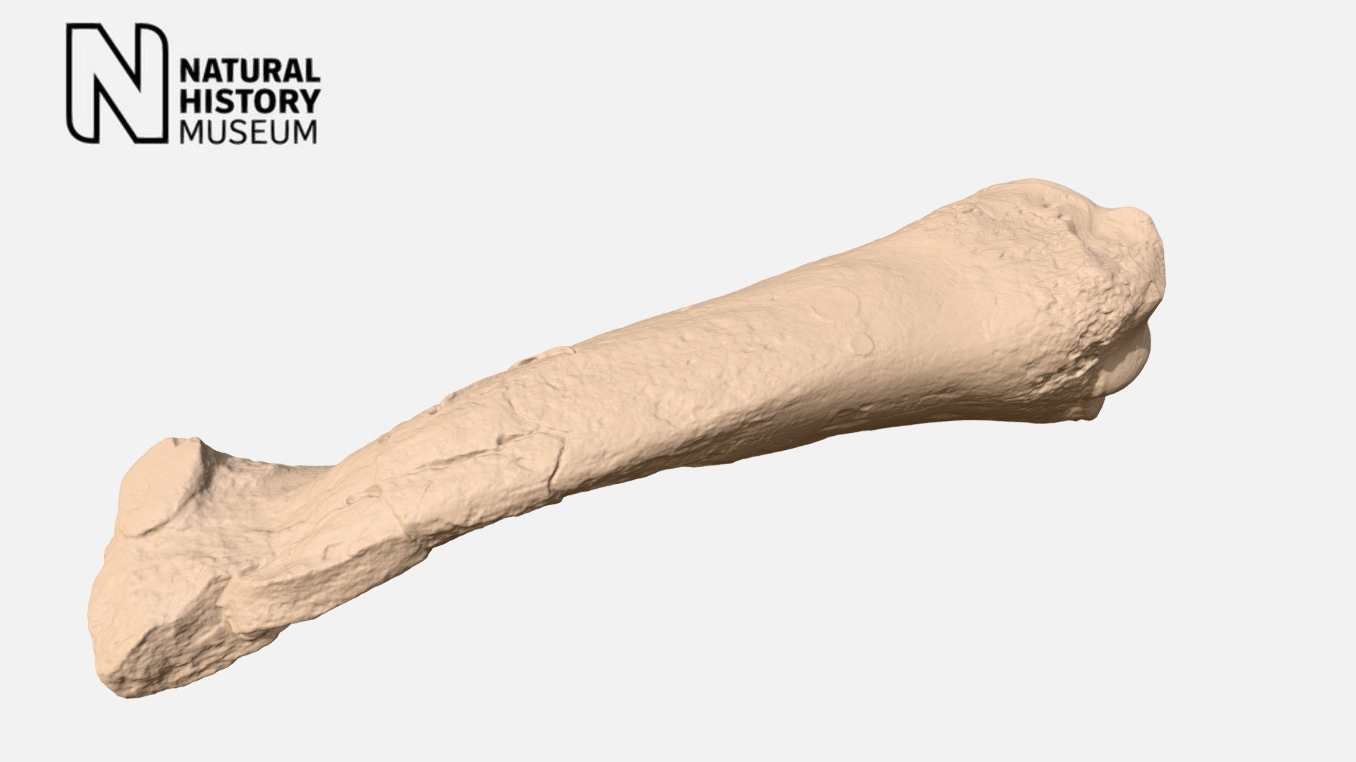 Macrauchenia patachonica - hindfoot bone