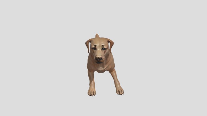 Labrador 3D models - Sketchfab