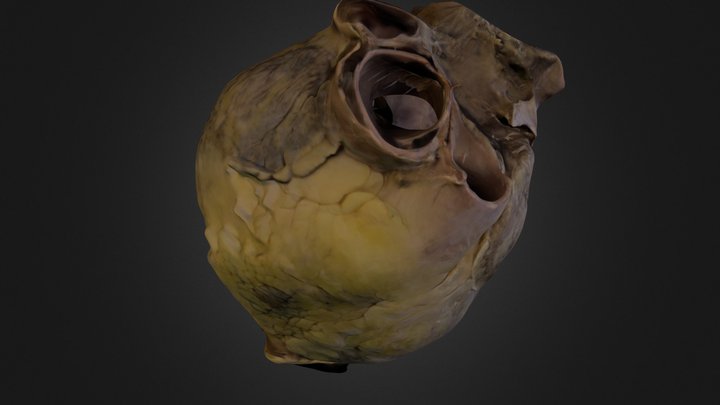 Corazón 3D Model
