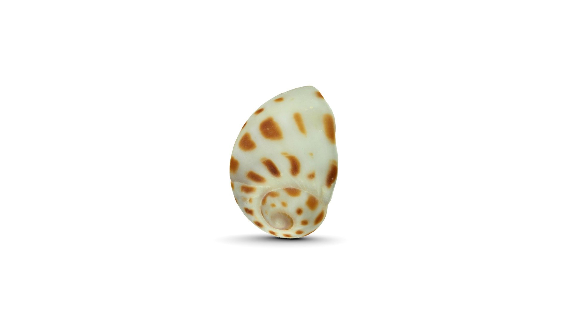 FacTransProE-M1III_shellfish2 - 3D model by OMDS_B2B [f8ea6b9] - Sketchfab