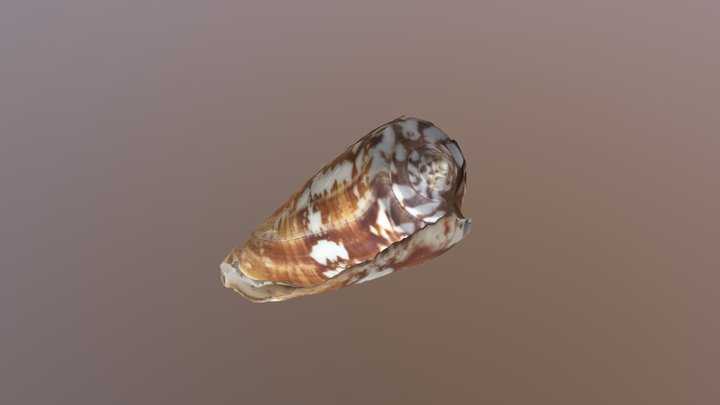 My cool 3D asset 3D Model
