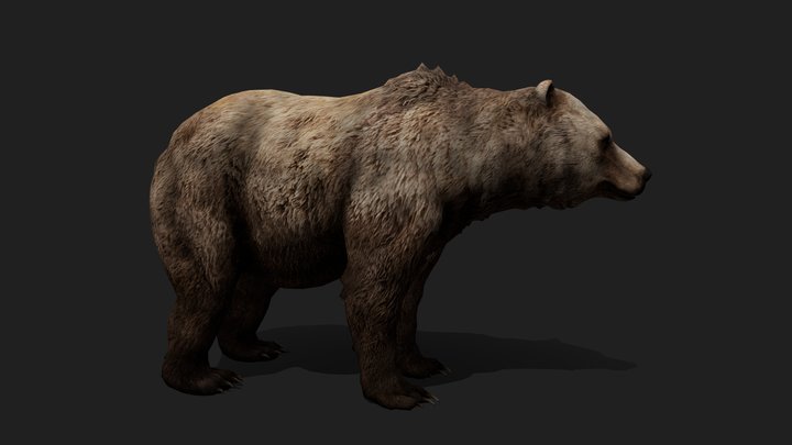 Realistic Bear / Urso 3D Model