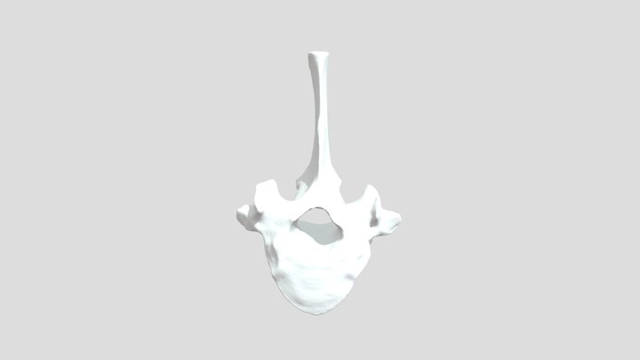Vertebra Torácica 10 (Lama guanicoe) 3D Model