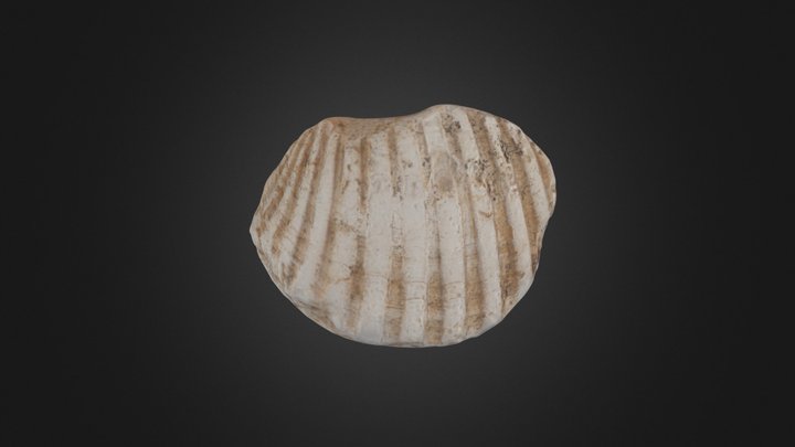 Desecho de concha 3D Model