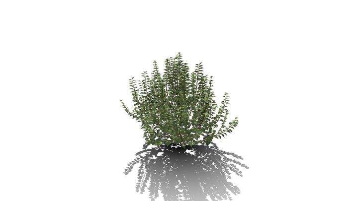 Realistic HD Green ivy bushy (3/10) 3D Model
