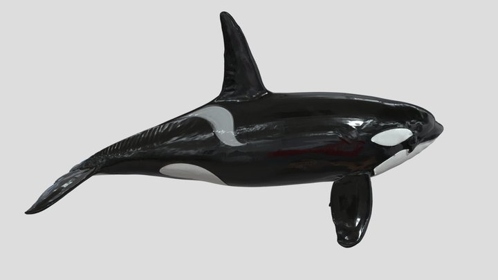 Orca 3D models - Sketchfab