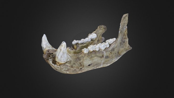 Ursus spelaeus (cave bear) lower jaw (PRI 50009) – Gratis 3D-model STL