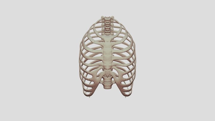 - Ribcage_1 3D Model