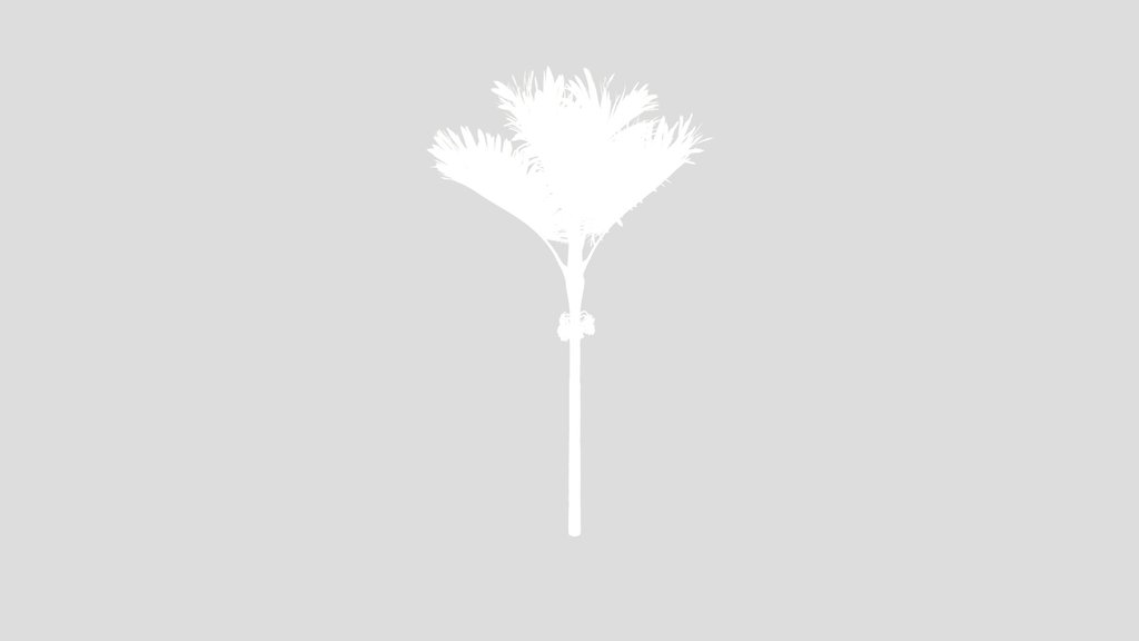 Palma Areca Catechu