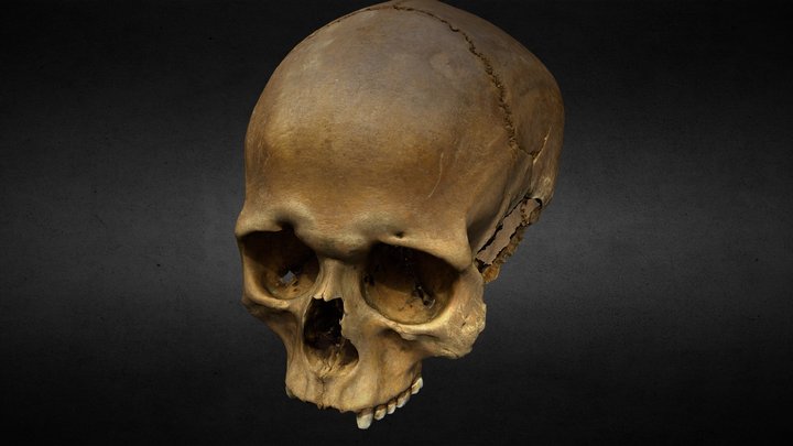 MUS15 Skull Decimated 3D Model