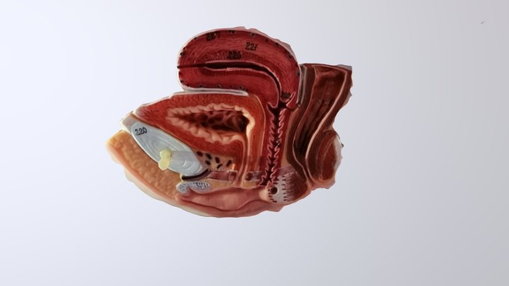 Female Reproductive Anatomy 3D Model