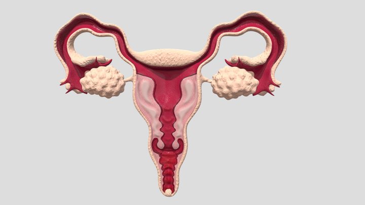 Female Reproductive System 3D Model