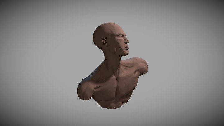 Stylized bust study 3D Model