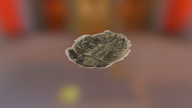 Dual Trilobites 3D Model
