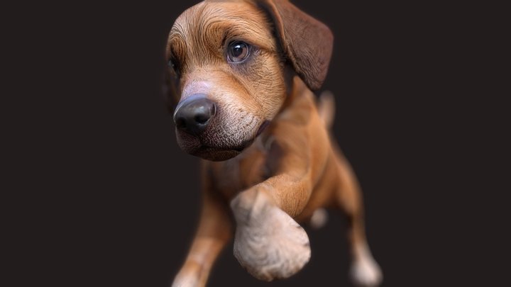 Brown Dog - Rigged 3D Model