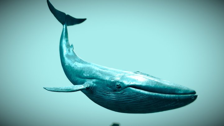 Blue Whale 3D Model