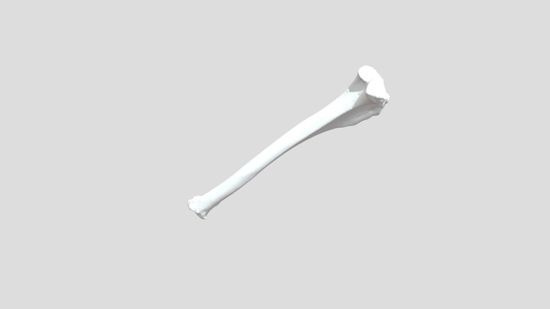 Tibia Derecha (Lycalopex culpaeus) - 3D model by Proyecto Fondedoc ...