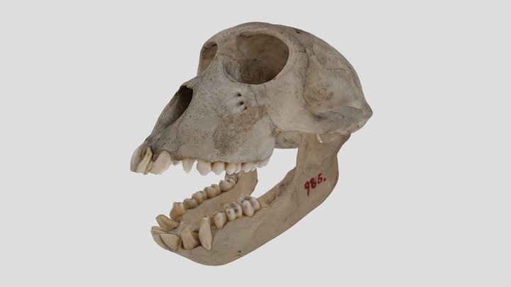 YPM MAM.006878 Barbary macaque, Macaca sylvanus – Kostenloses 3D-Modell STL