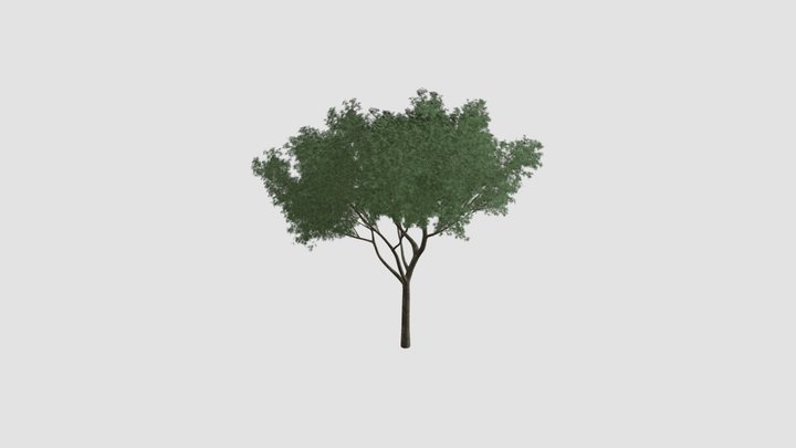 Salix fragilis Plant 3D Model