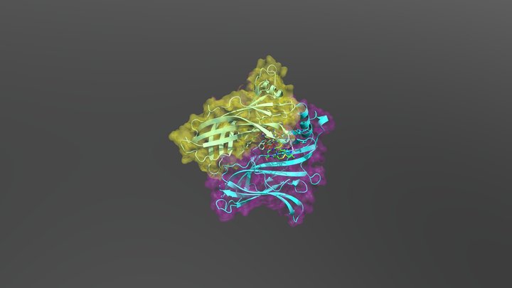 α-conotoxin ImI in complex with Ac-AChBP 3D Model