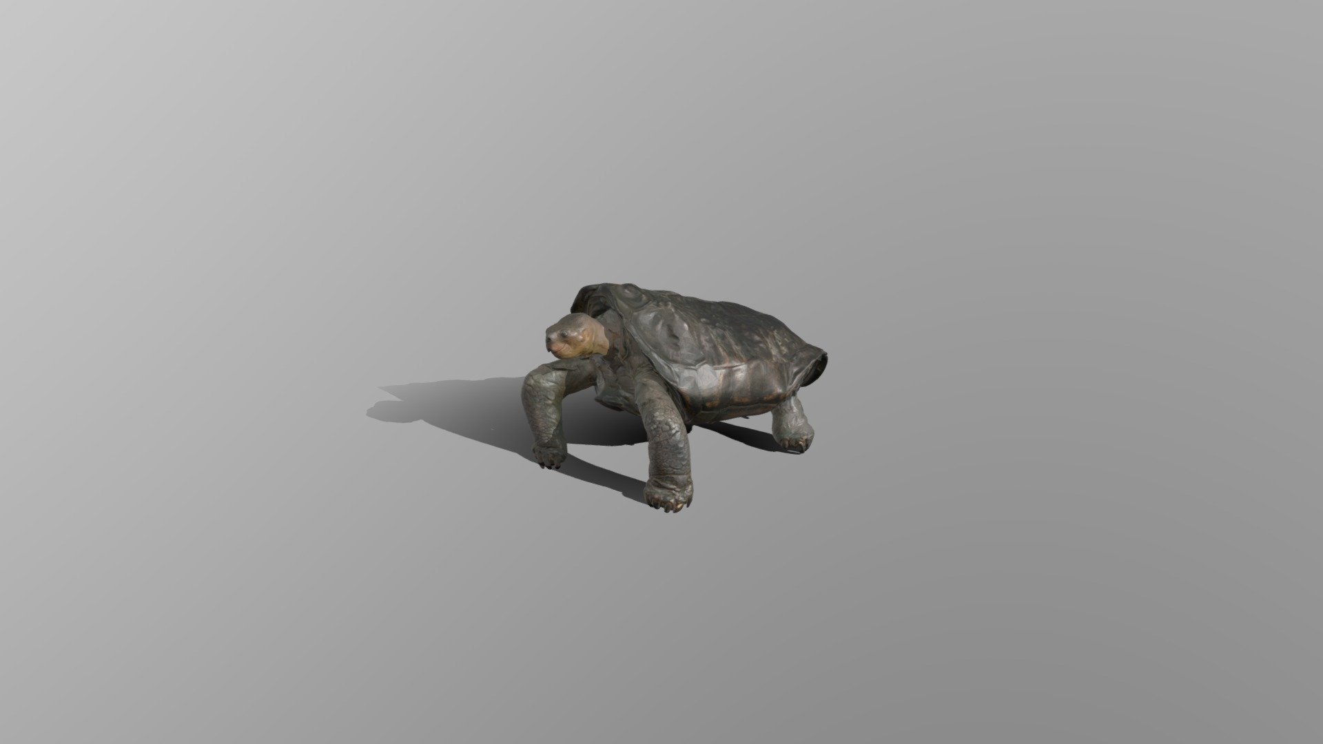tortoise, rigged+animated