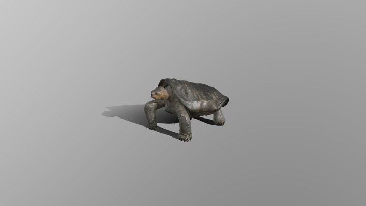 tortoise, rigged+animated 3D Model