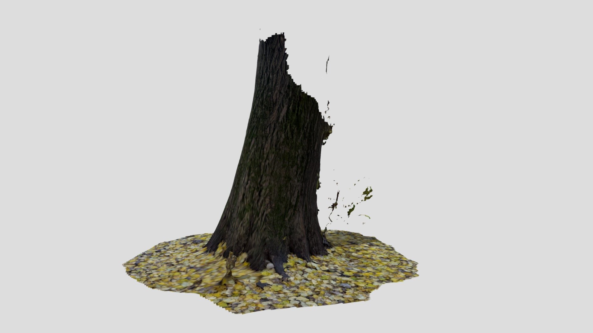 LidarScan | Old autumn poplar