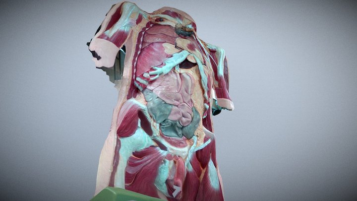 Model LABSIM 3D Model