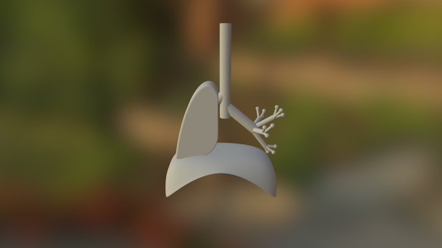Respiratory System 3D Model