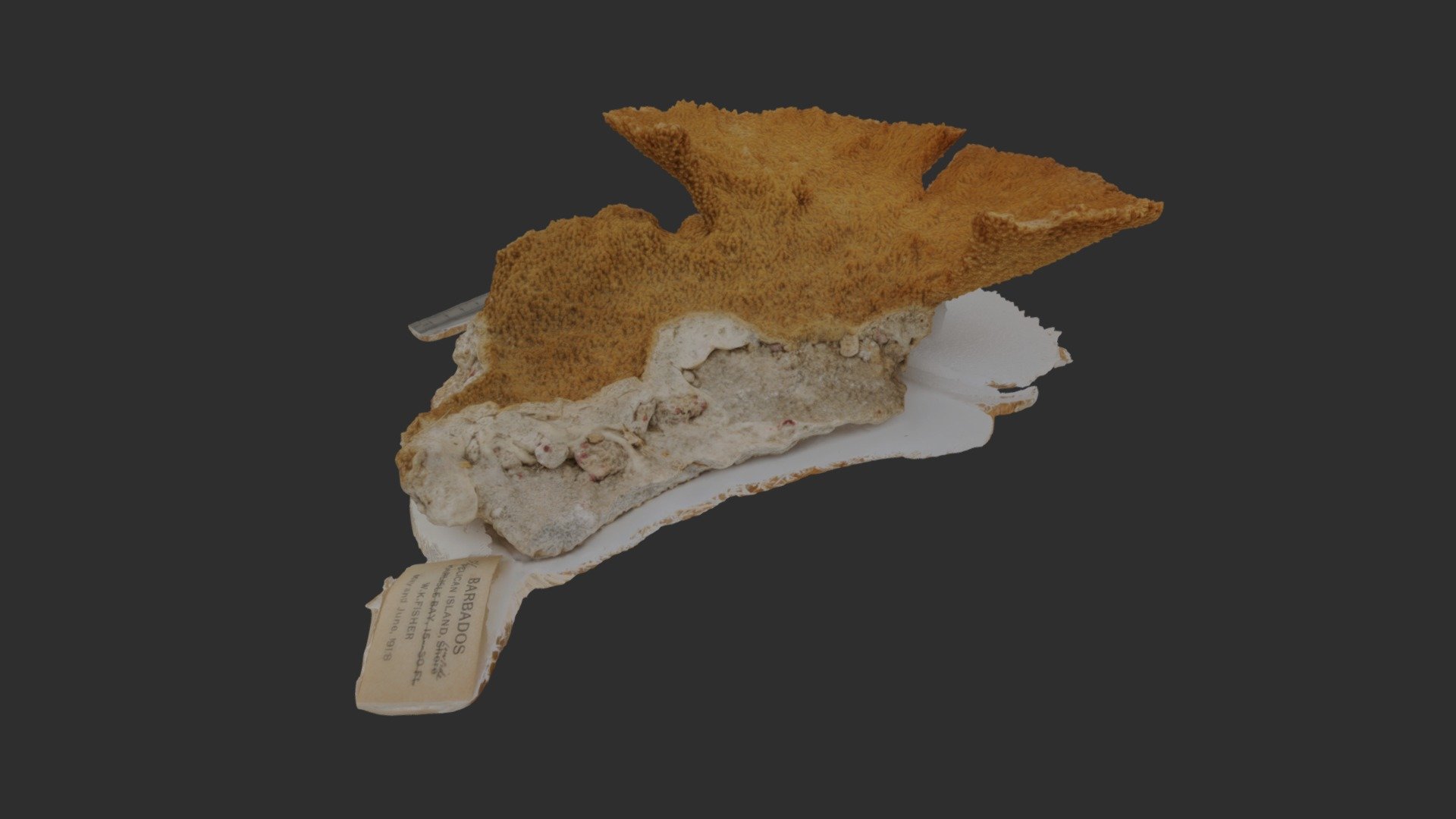 Acropora palmata specimen — Sketchfab embed 3D viewer