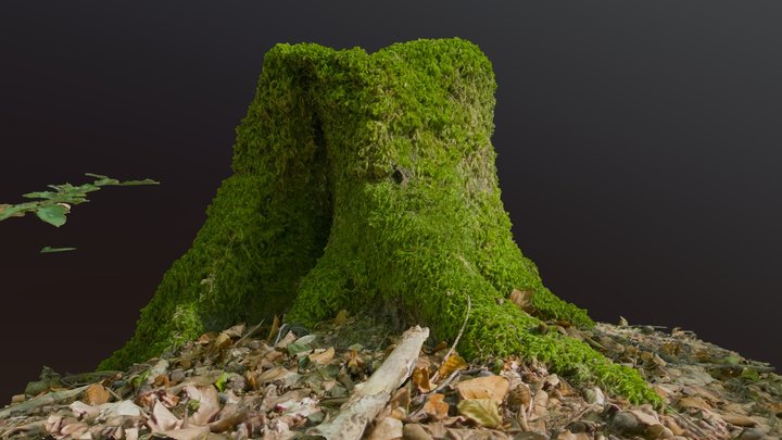 Mossy tree stump