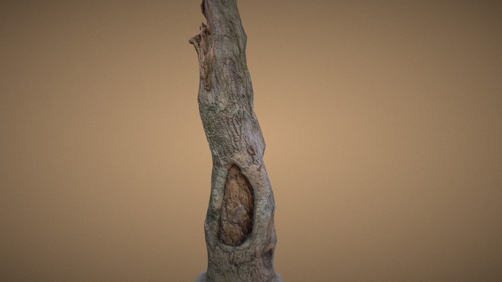 Dead/Broken Tree 3D Model