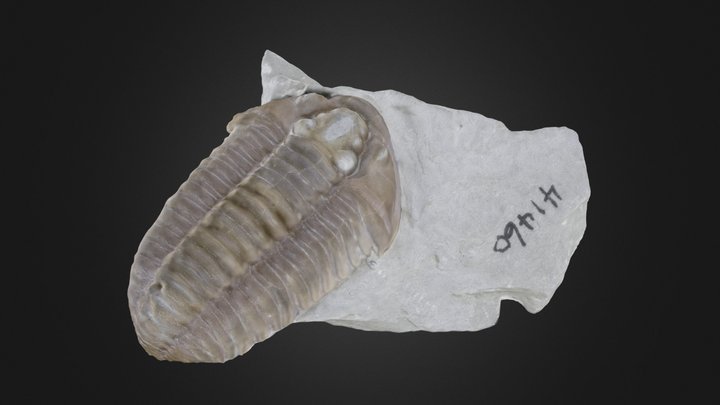 Trilobite: Flexicalymene meeki (PRI 41460) – Free 3D Model STL