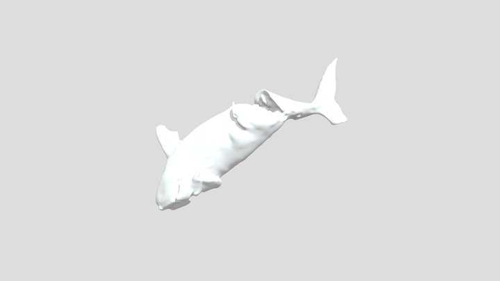 North Atlantic Right Whale Calf 3D Model