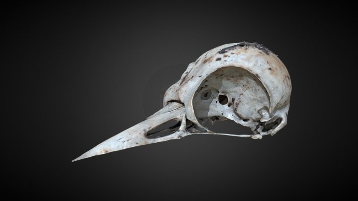 Skull Woodpecker 3D Model