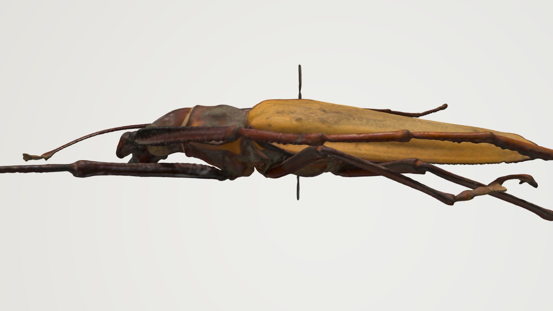Coleoptera — Sketchfab embed 3D viewer