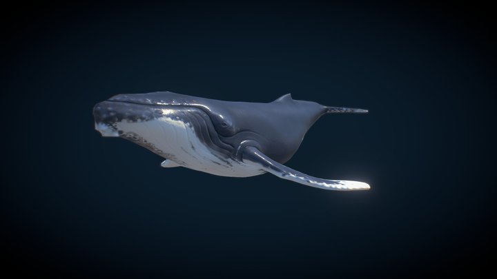 Humback Whale 3D Model