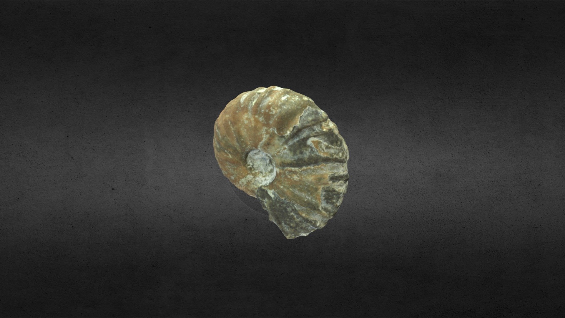 Lewesiceras sp